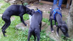 3whippets01